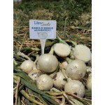 Б'янка F1 10000 насіння білої озимої цибулі, Libra Seeds, Італія